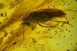 Detailed Fossil Caddisfly & Wasp In Baltic Amber - Blue Eyes! #166204-4